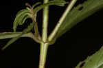 Fringed willowherb